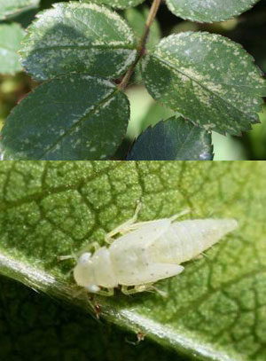 Rose leafhopper damage and nymph