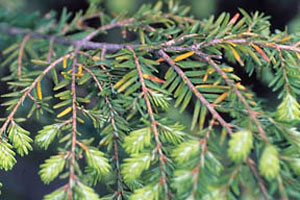 Typical damage from hemlock rust mite