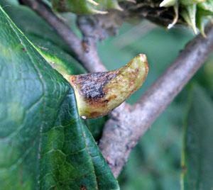 Spiny witch-hazel leaf gall