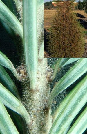 Spruce spider mite