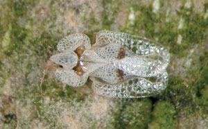 Sycamore lace bug