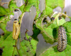 Viburnum leaf beetle larvae