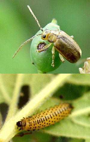 Viburnum leaf beetle adult and larva