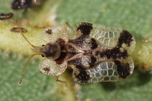 Walnut lace bug
