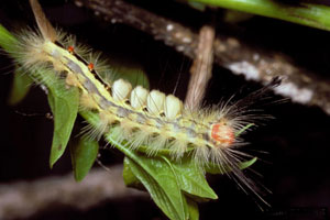 White-marked tussock moth caterpillar