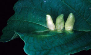 Witch-hazel cone leaf gall