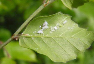 woolly beech aphids