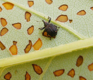 Yellow poplar(sassafras) weevil