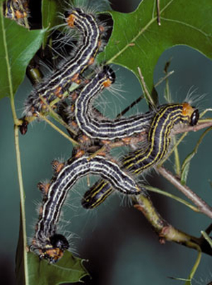 yellownecked caterpillars
