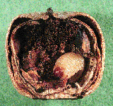 weevil larva inside an acorn