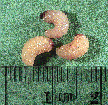 acorn weevil larvae