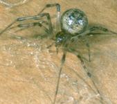 cobweb spider
