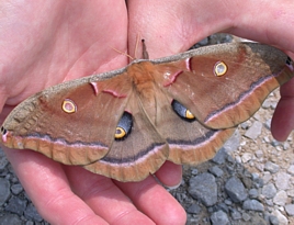 Polyphemus moth found by KFELP students