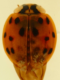 Fungal infection on Lady Beetle