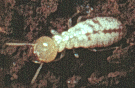 termite