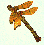 dragonfly ornament