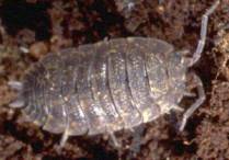pillbug or roly-poly