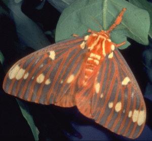 large brightly colored moth