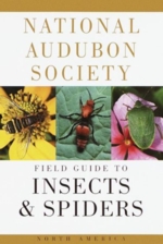 front cover of book:  Audobon Field Guide to Insects and Spiders