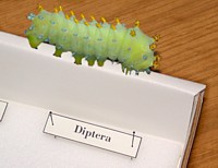 Cercopia Caterpillar