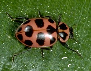 pink lady beetle