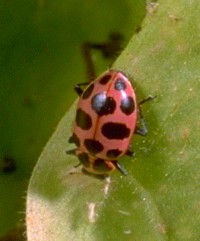 pink lady beetle