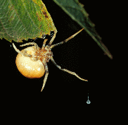 female bolas spider