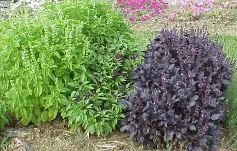 http://www.uky.edu/Ag/Horticulture/gardenflowers/mno.htg/ocimum.jpg