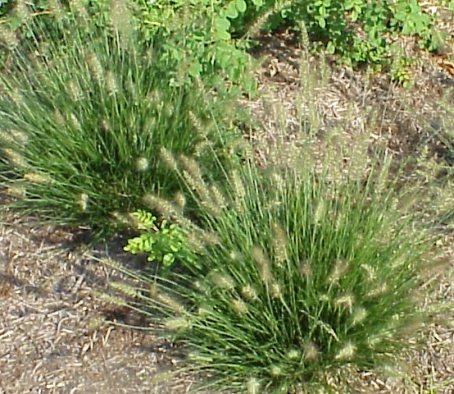 Little Bunny Grass