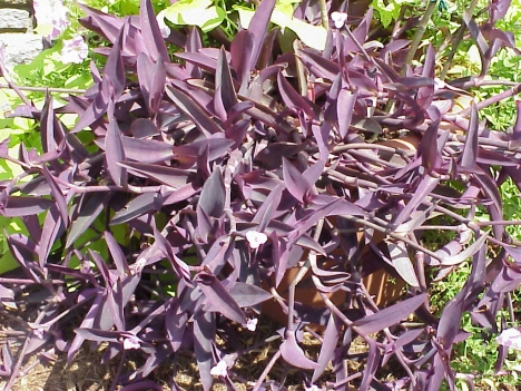 Wandering Jew Plant Blue Flower