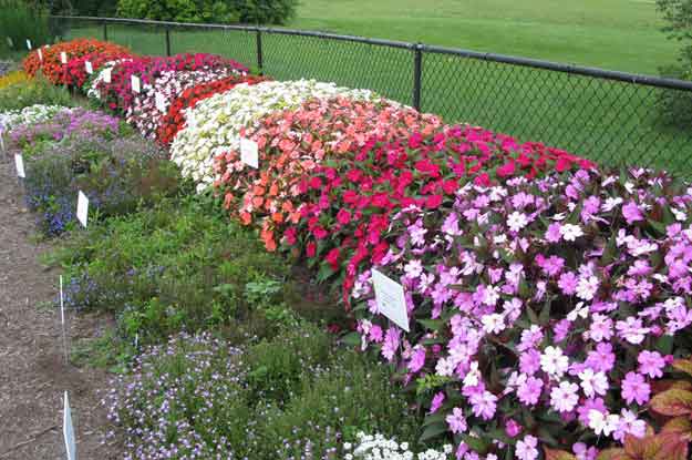 2009 trial garden at UK Arboretum