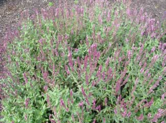 Salvia x superba 'Rose Queen' 