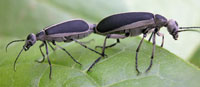 Blister beetle