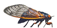 Cicada