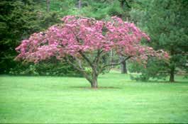 Flowering crab