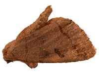 Common oak moth