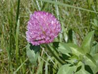 Red clover