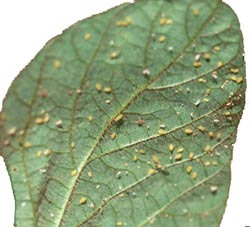 Soybean aphid