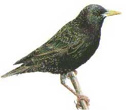 Starling