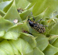 thistle head weevil