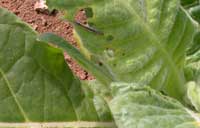 Yellow striped armyworm