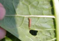 Variegated cutworm