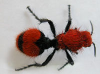 Velvet ant