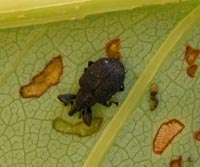 Yellow poplar weevil