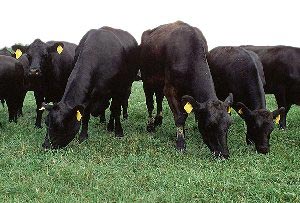 Black angus