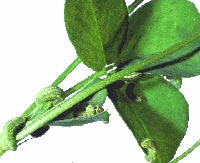 Alfalfa weevil larvae