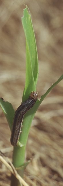 Capture of armyworm moths in