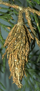 bagworm