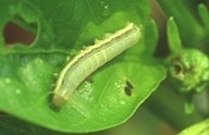 Beet armyworm