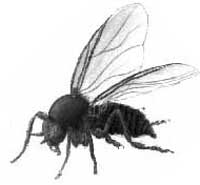 Black fly